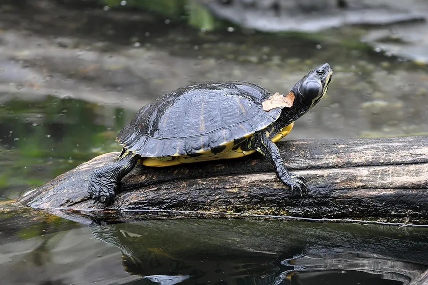 Yellow-bellied slider basking on a log above water
