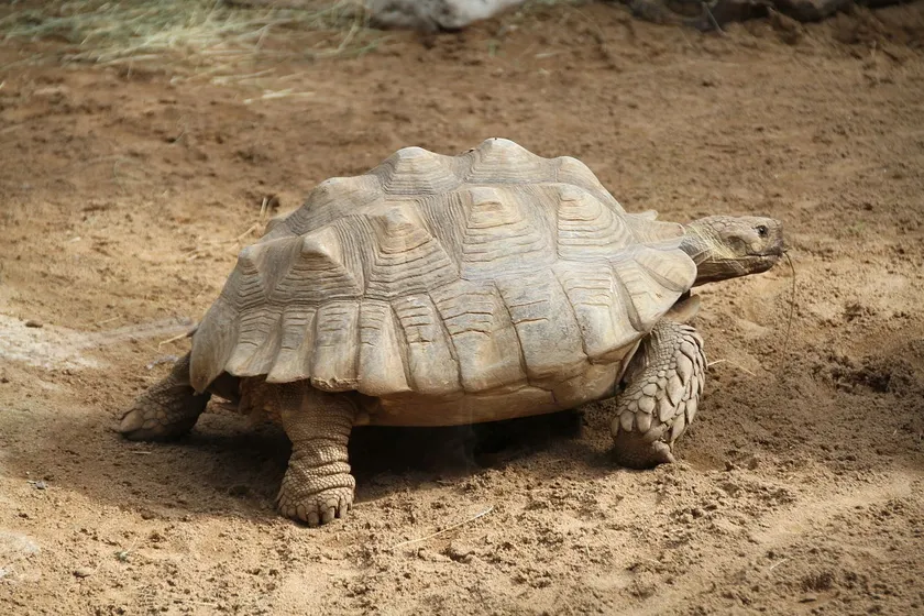 African spurred tortoise in profile, showing raised centres on several shell scutes
