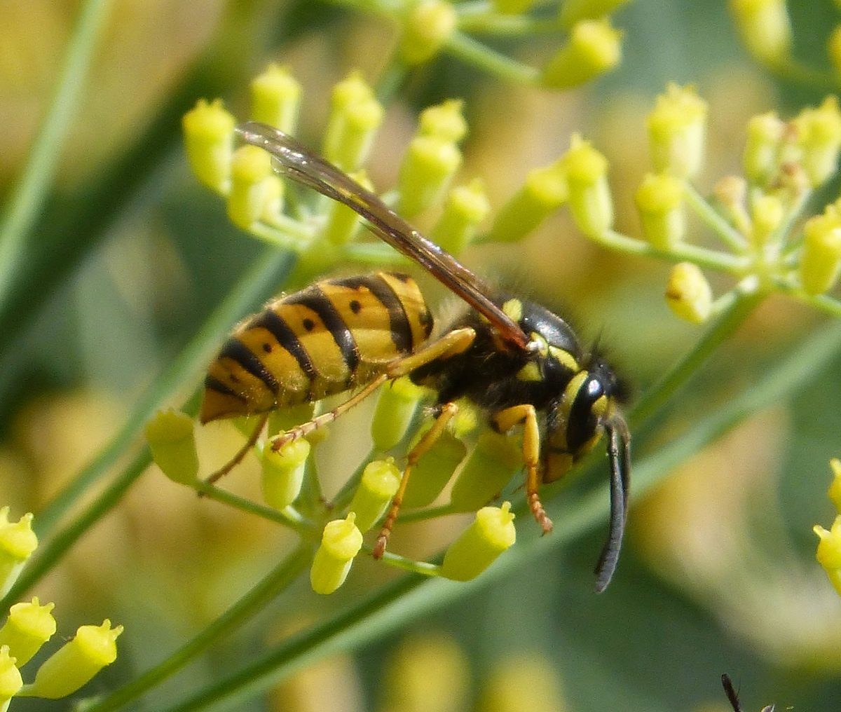German wasp on flowers in side view, showing a narrow waist and long antennae