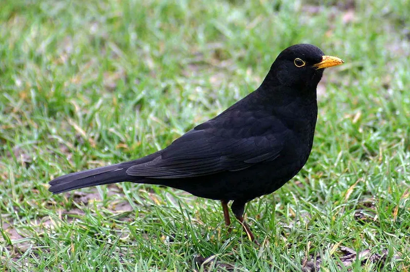 Male Eurasian blackbird standing on grass in a Surrey garden