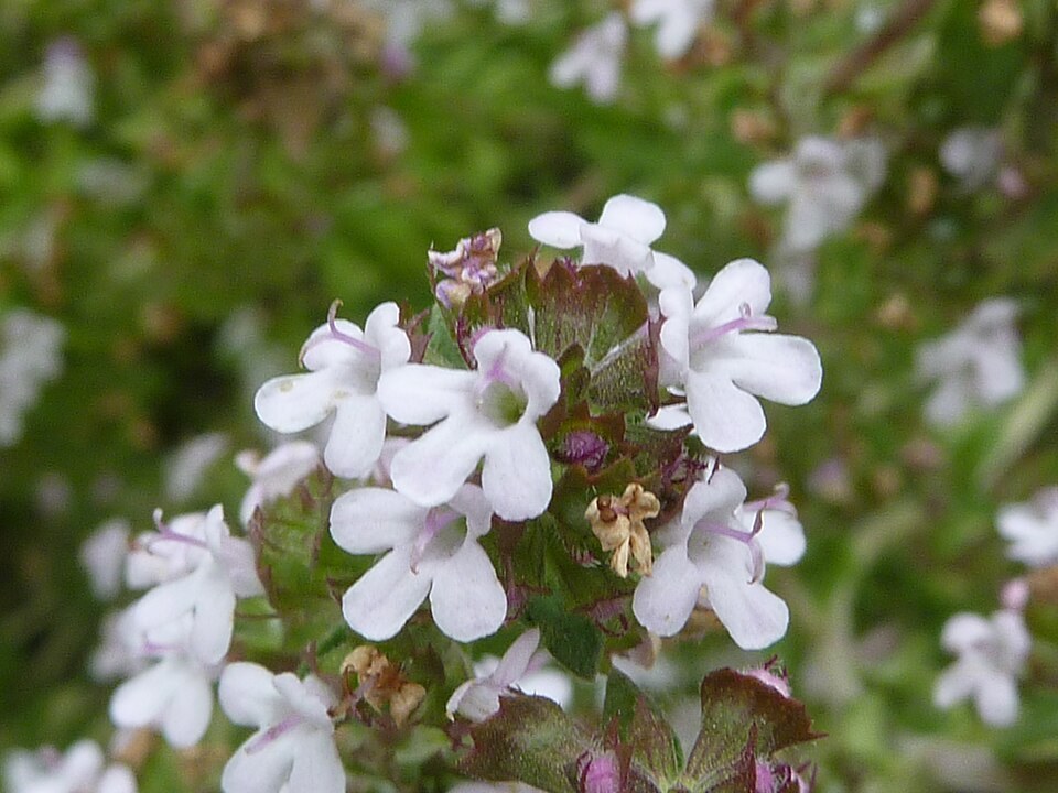 Close-up of pale thyme flowers