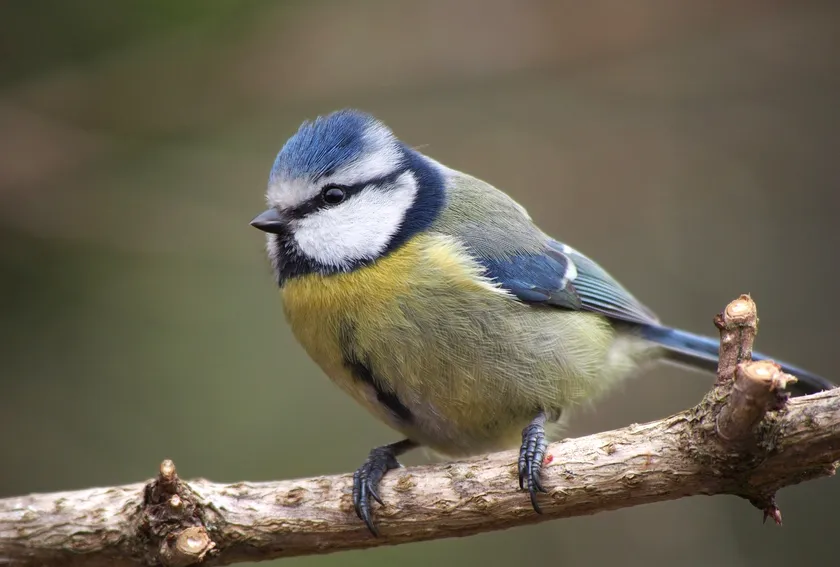 Blue tit perched on a branch, showing its blue cap, white cheeks and yellow breast