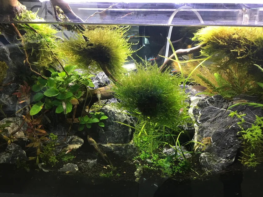 A planted freshwater aquarium with small fish swimming among green plants and rocks