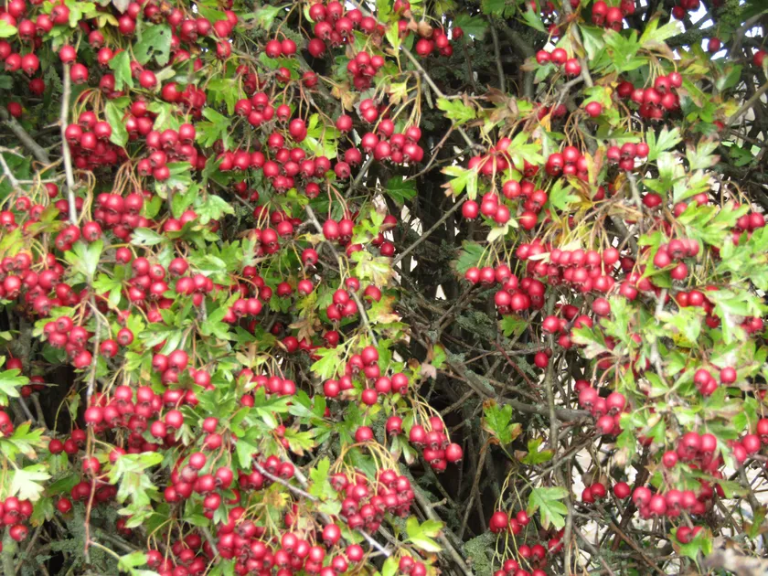 Clusters of red hawthorn berries on a leafy branch