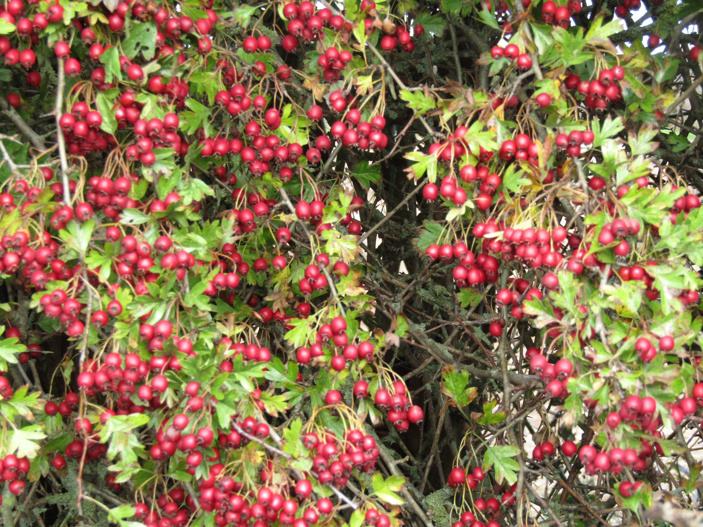 Clusters of red hawthorn berries on a leafy branch