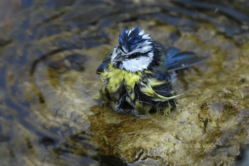 Blue tit bathing in shallow water with wet blue and yellow feathers