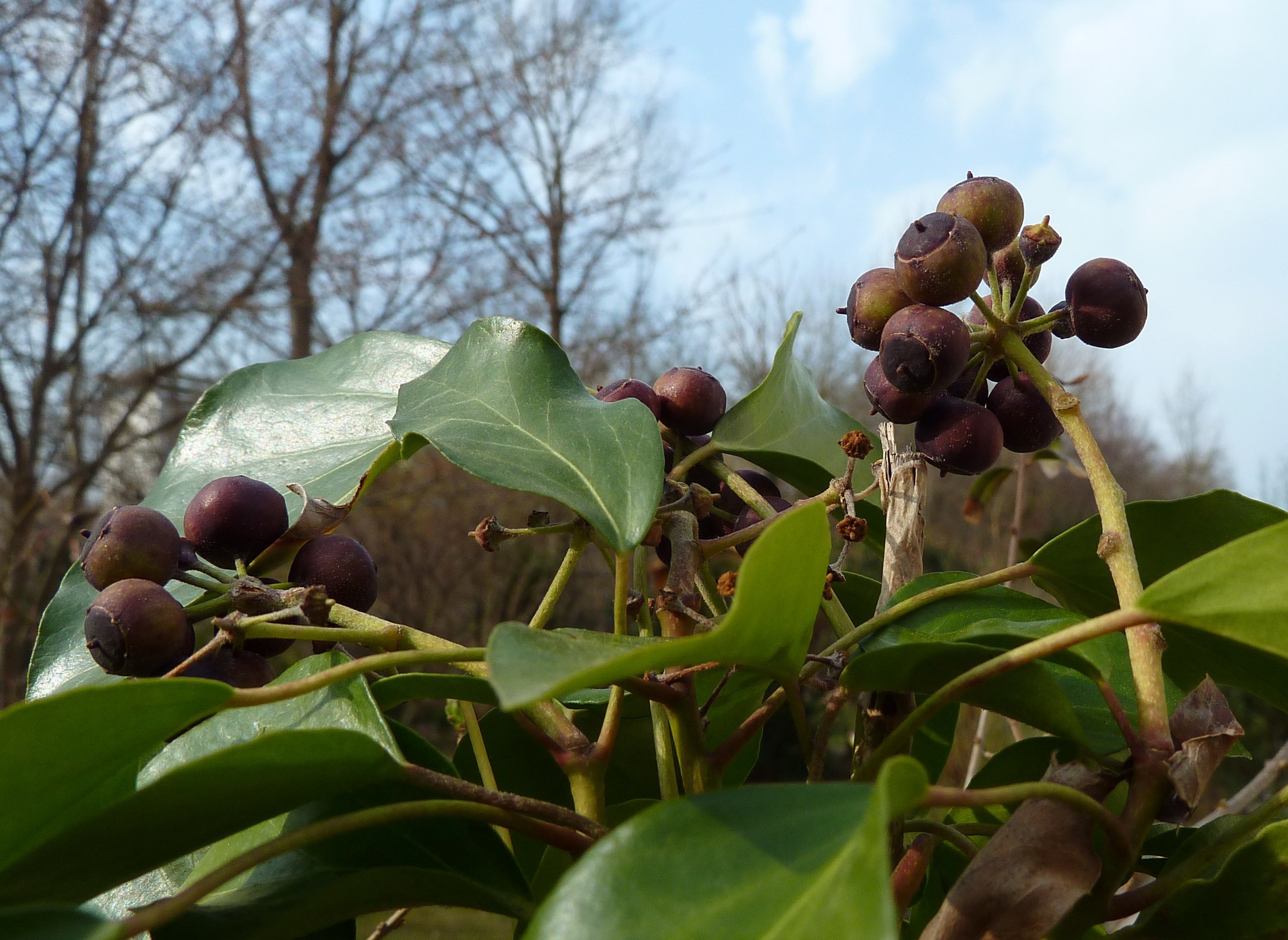 Clusters of dark ivy berries among green leaves
