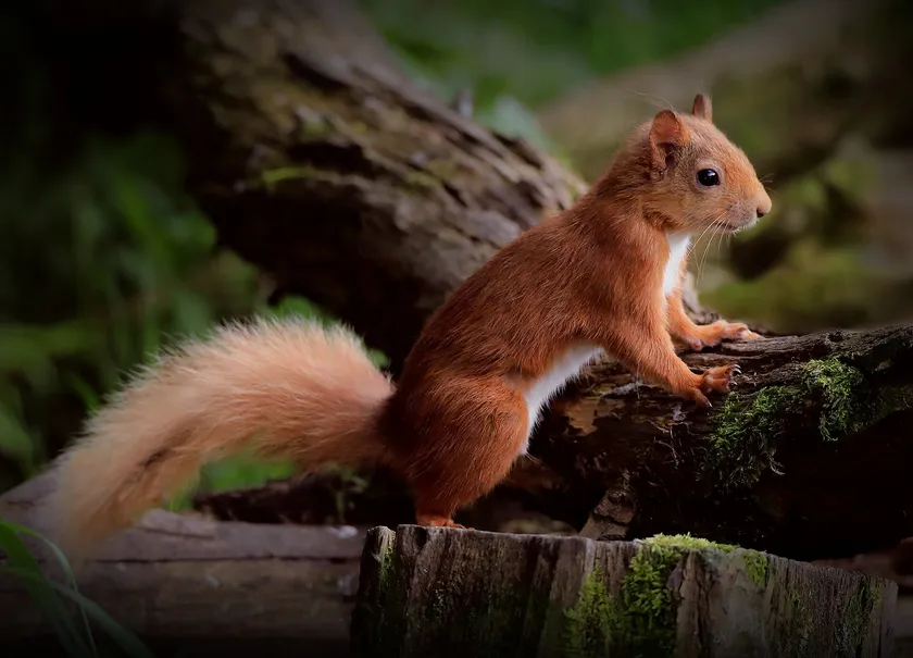 Red squirrel standing on mossy fallen wood in Scotland