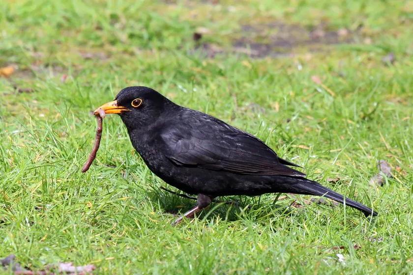 Male blackbird standing on grass with an earthworm in its beak