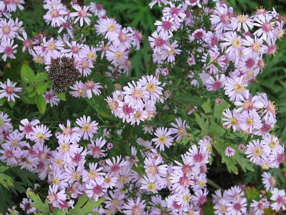 Pale pink single flowers of Michaelmas daisy Coombe Fishacre
