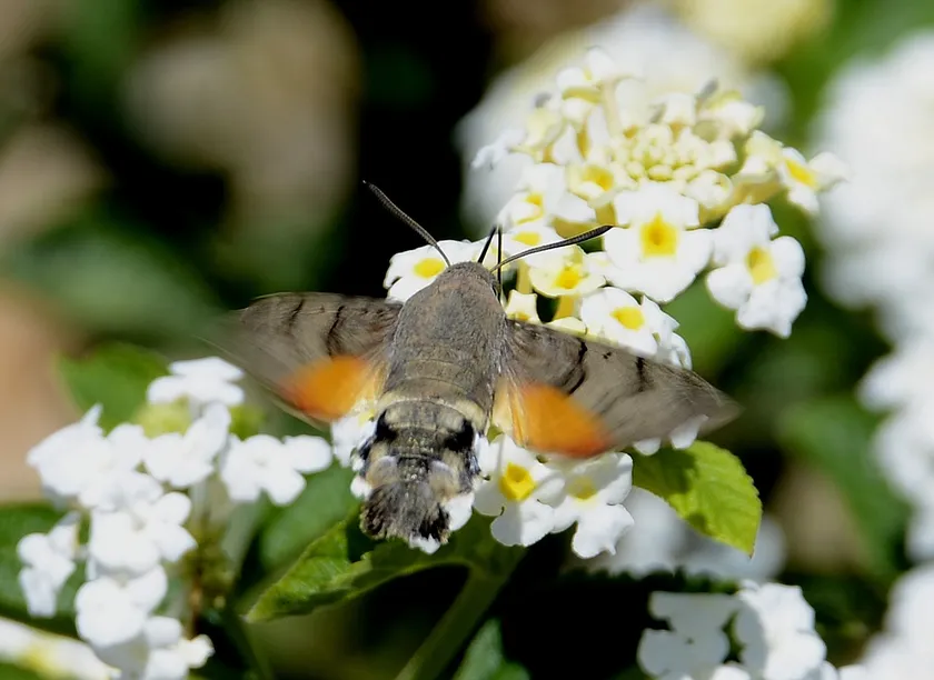 Hummingbird hawk-moth hovering at white flowers with its long proboscis extended