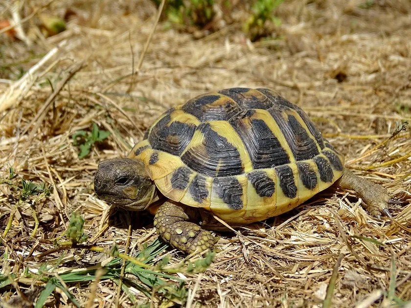 Hermann’s tortoise standing alone in dry grass, with its patterned shell and head visible
