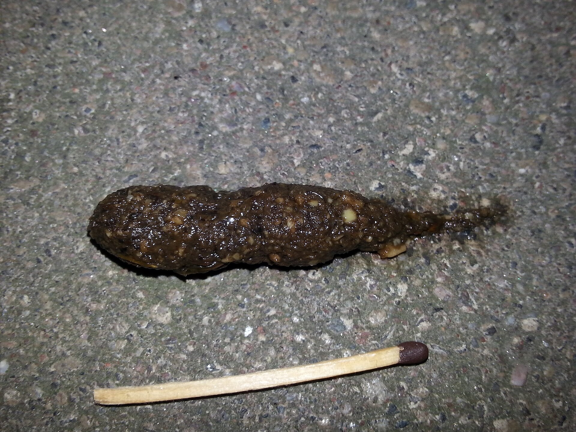 European hedgehog dropping on paving beside a matchstick for scale