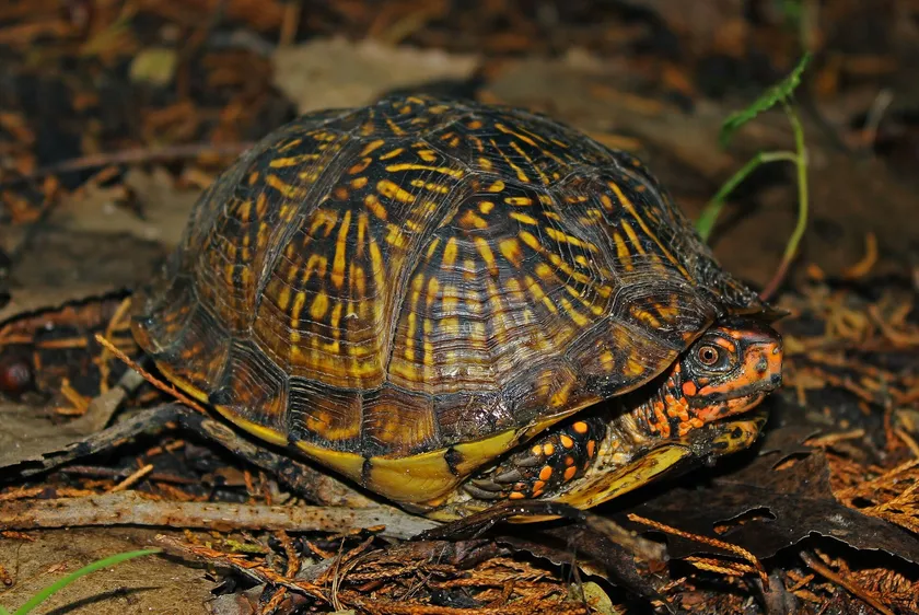A three-toed box turtle standing on leaf litter, with yellow markings on its shell and orange marks on its face