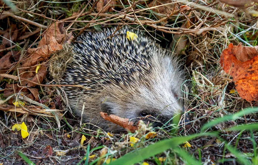 European hedgehog resting among leaves and twigs beneath a shrub in Sweden