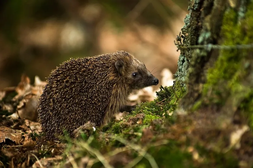 European hedgehog beside a moss-covered tree on a leafy woodland floor