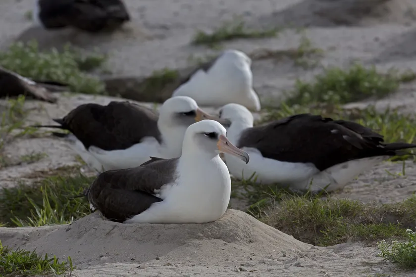 Wisdom, a Laysan albatross, sitting on a sandy nest with other albatrosses behind her