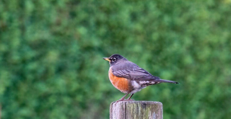 Top Tips For Attracting Birds To Your Garden
