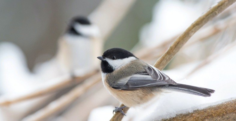 Complete Guide to Feeding Birds In Autumn And Winter