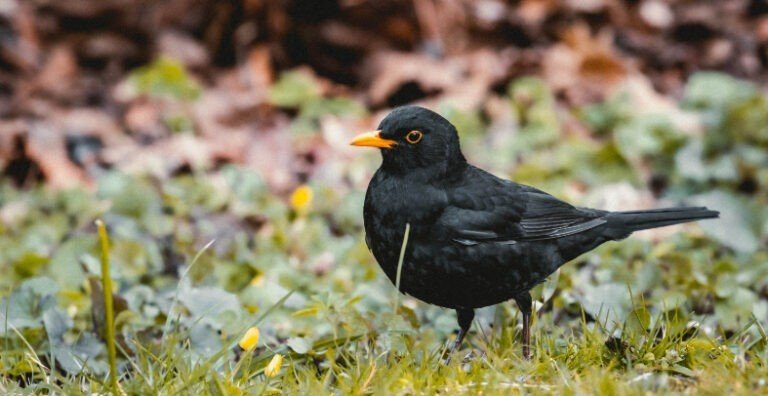 How To Attract Birds To Your Ground Feeders