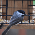 Bird Feeders for Small Birds Only