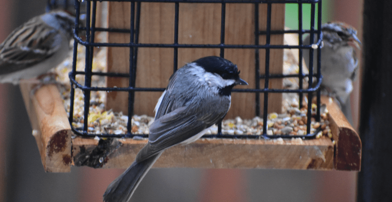 Feeders For Small Birds