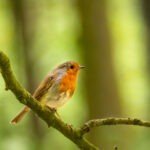 Best Guide to Feeding Birds in Spring and Summer