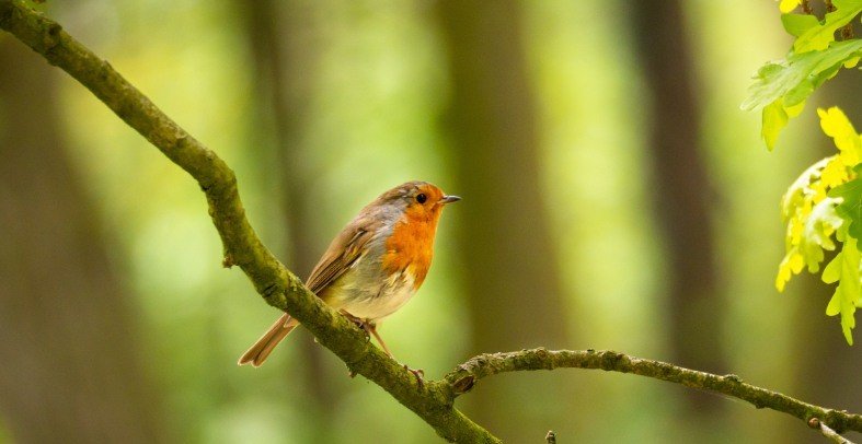 guide to feeding birds in summer and spring