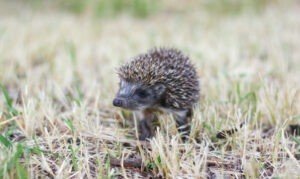 When Do Hedgehogs Have Babies?