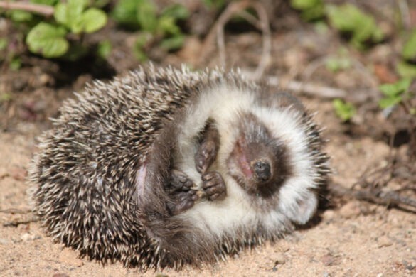 hedgehogs hibernate