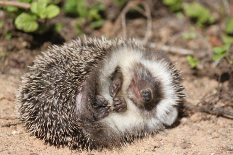 are hedgehogs hibernating now