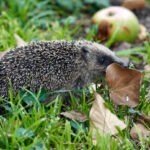 What Do Wild Hedgehogs Eat?