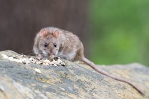 Will Rats Live In A Hedgehog House