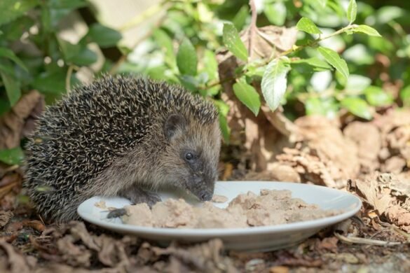 How To Attract Hedgehogs To My Garden