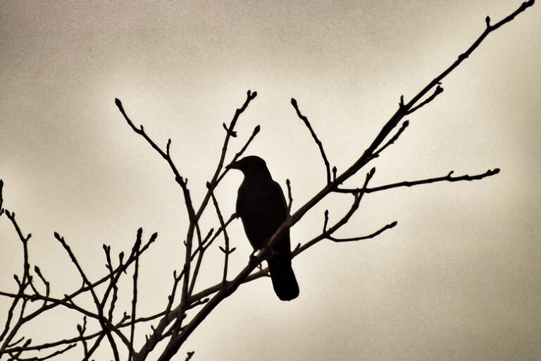 Where Do Birds Go At Night?