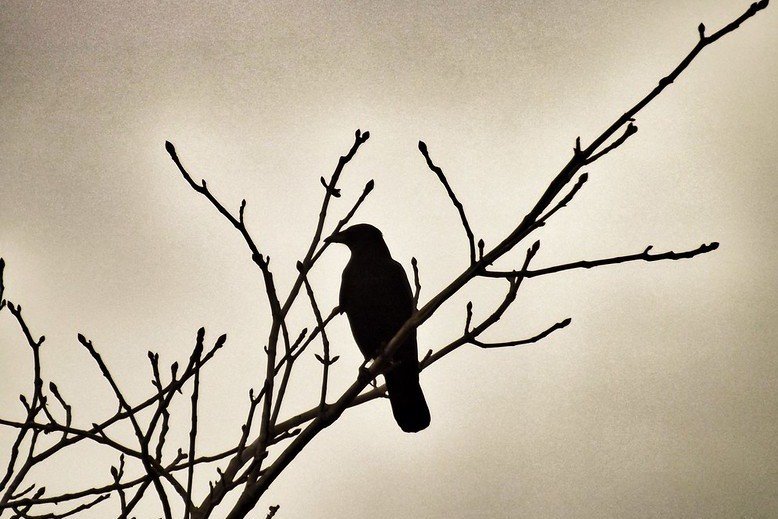 Where do birds go at night