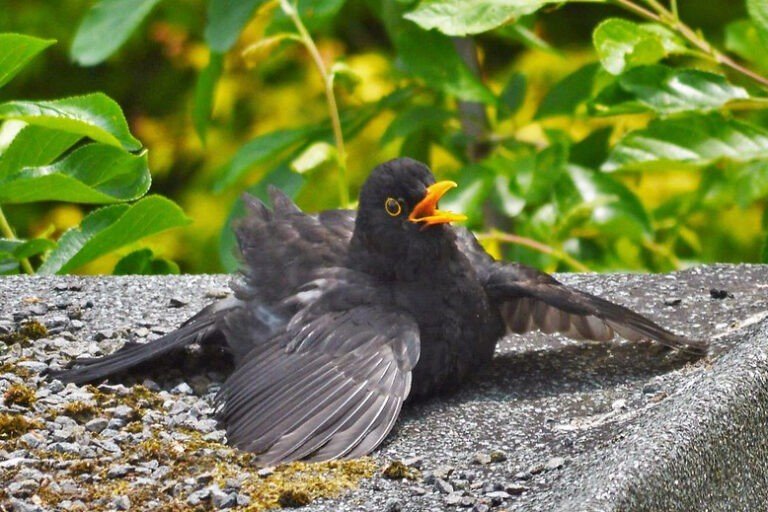 How Do Wild Birds Keep Cool In Summer