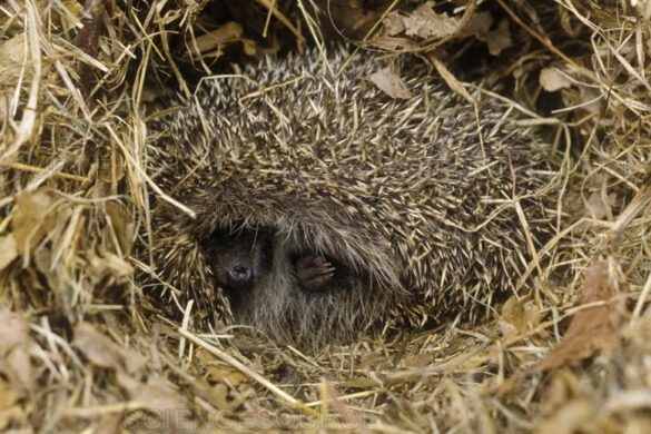 hedgehogs hibernate