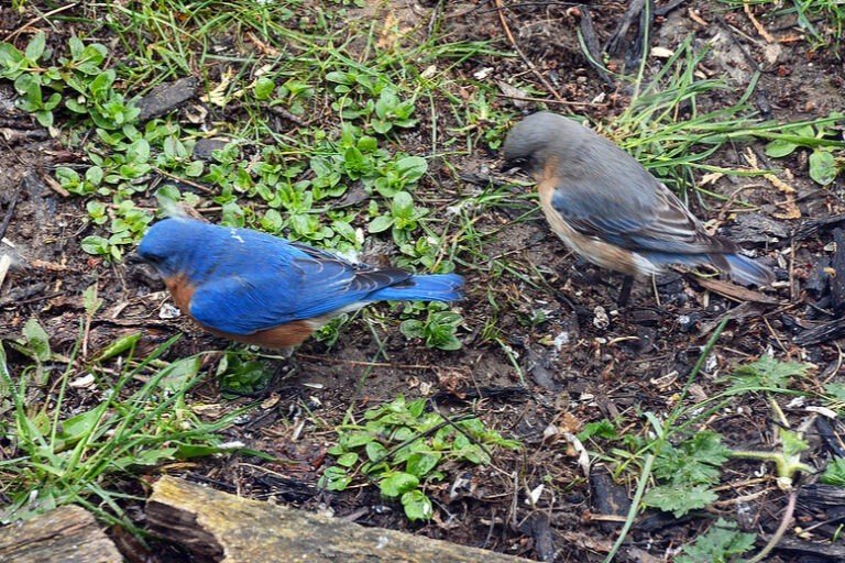 What Time of Day Do Bluebirds Fledge?