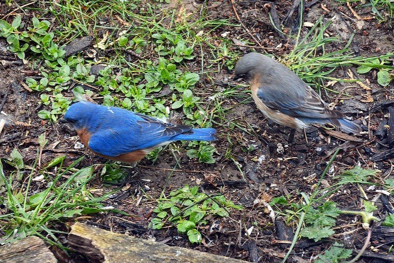 Eastern Bluebird Fledge Time