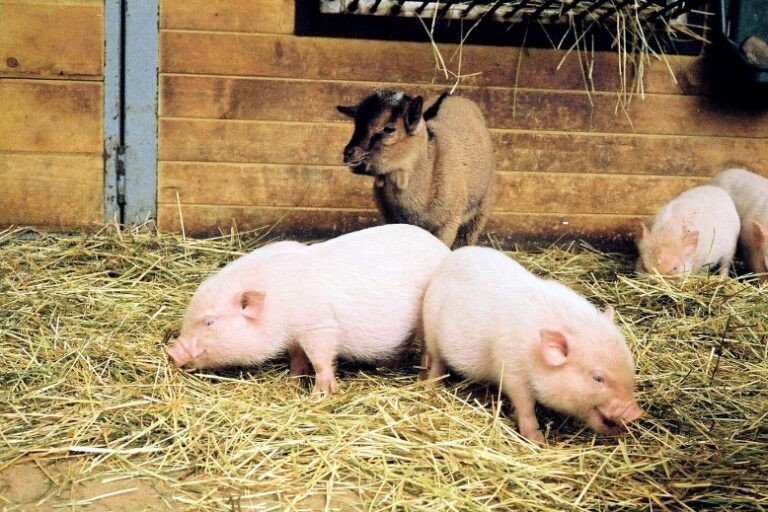 Can Goats And Pigs Live Together?