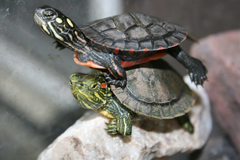 Dollar Turtles: Pet Turtles That Stay Small