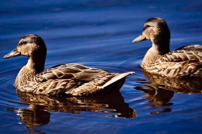 Do Ducks Have Teeth?