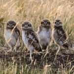 How Long Do Wild Birds Live?