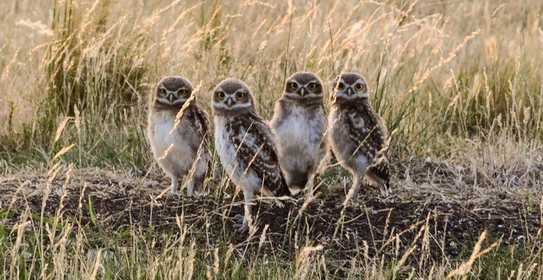 How long do birds in the wild live