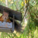 Can Squirrels Eat Salted Peanuts?