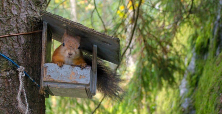 Can Squirrels Eat Salted Peanuts?
