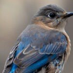 How Many Times Do Bluebirds Lay Eggs