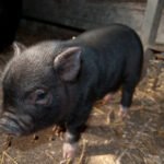 How long can you leave a mini pig alone