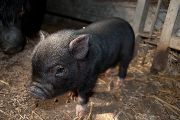 How long can you leave a mini pig alone